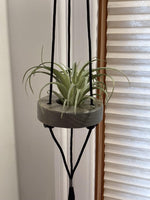 Load image into Gallery viewer, Air Plant &quot;Air Shwings&quot;
