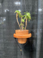 Load image into Gallery viewer, 1 Pot &quot;Shwing&quot;
