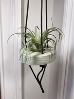 Load image into Gallery viewer, Air Plant &quot;Air Shwings&quot;
